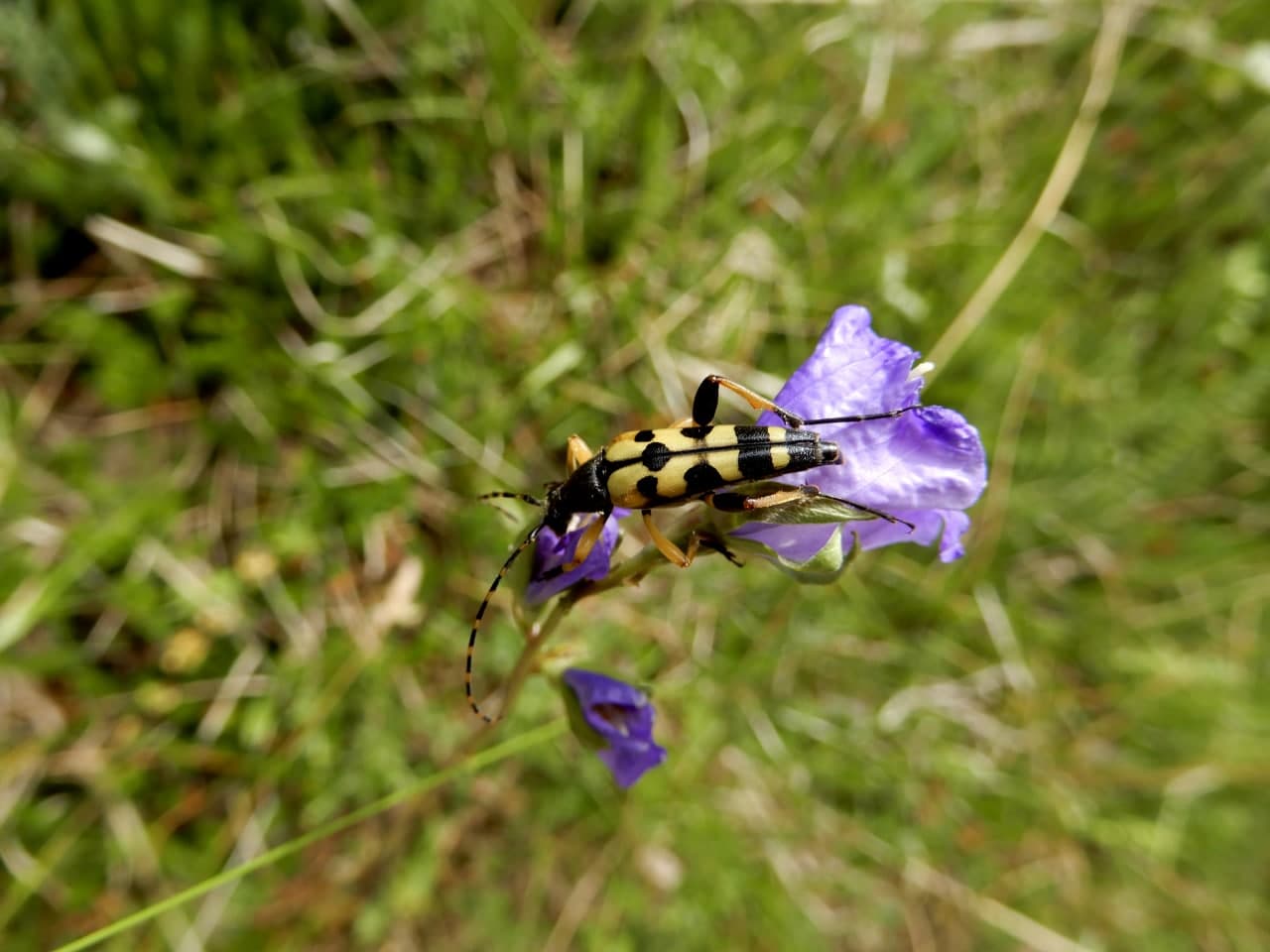 Cerambycidae: Rutpela maculata? S, maschio